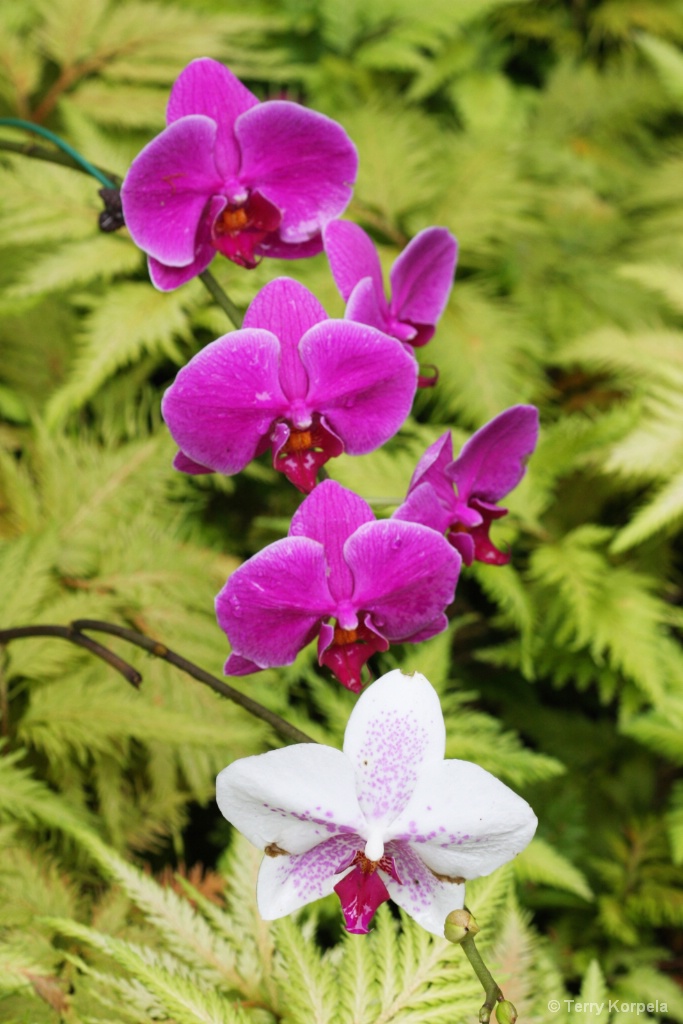 Hilo Tropical Botanical Garden Hawaii - ID: 15475866 © Terry Korpela