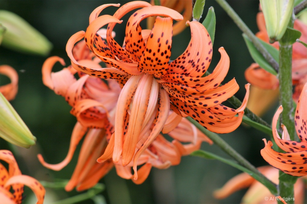 Tiger Lily