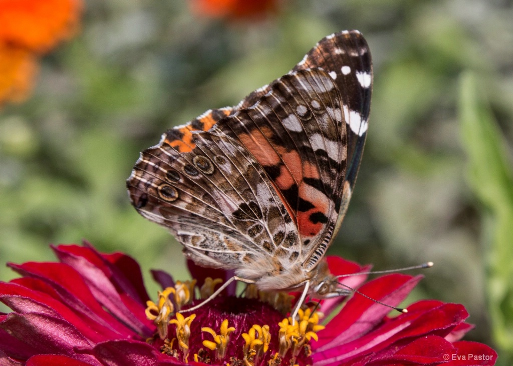 Butterfly on Zinnia