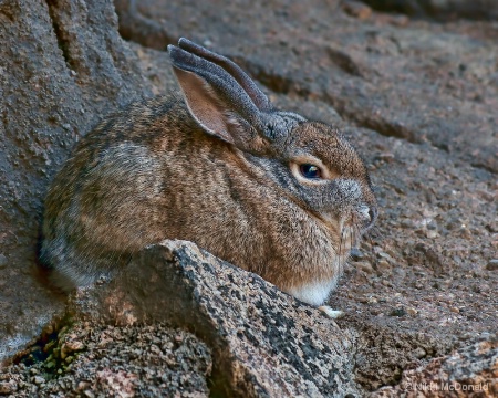 Desert Cottontail