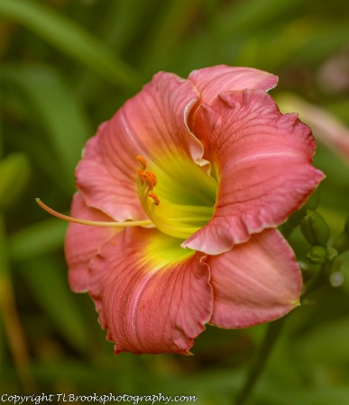 Perennial Daylily Rose Emily 2