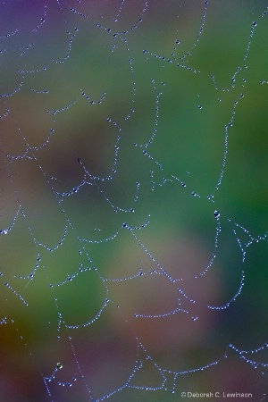 Web after Rain