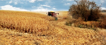 Capturing the Harvest