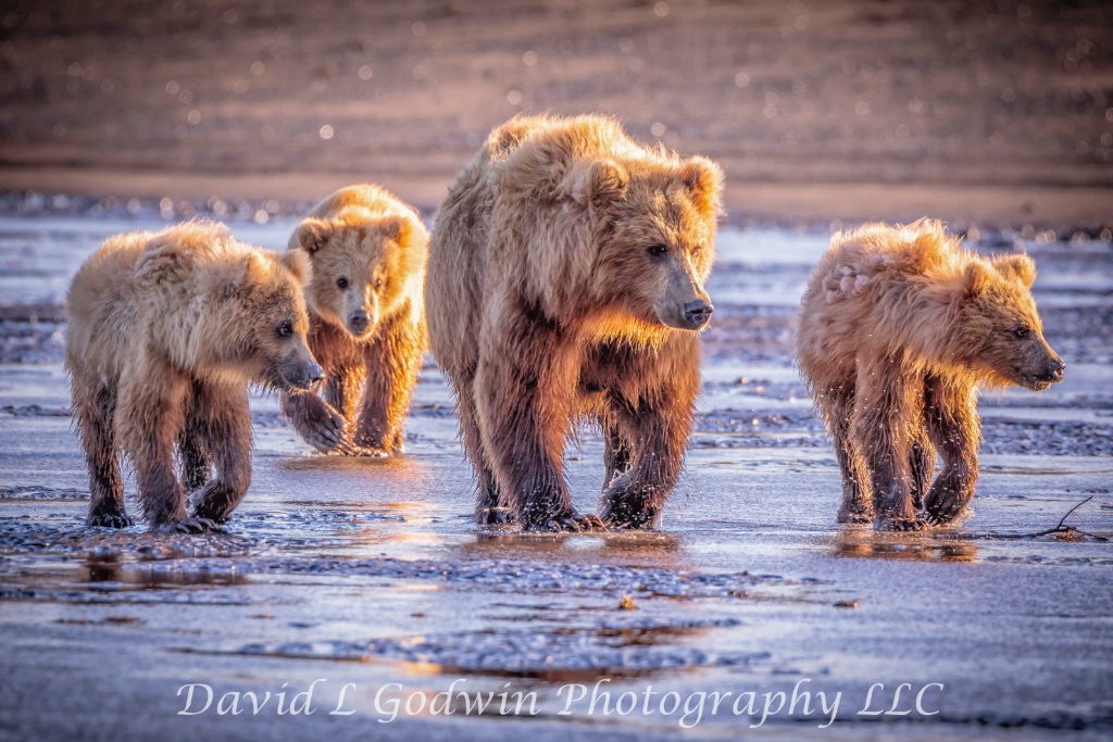 Family of Four