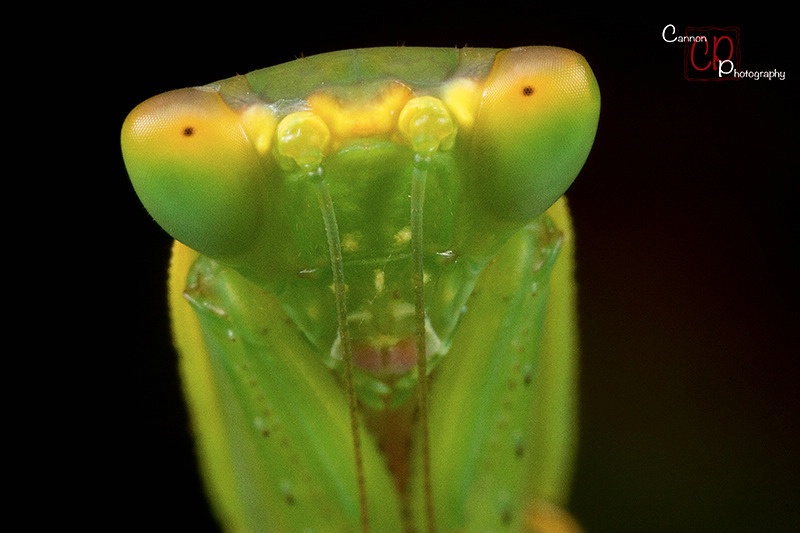 Lean, Green Praying Machine