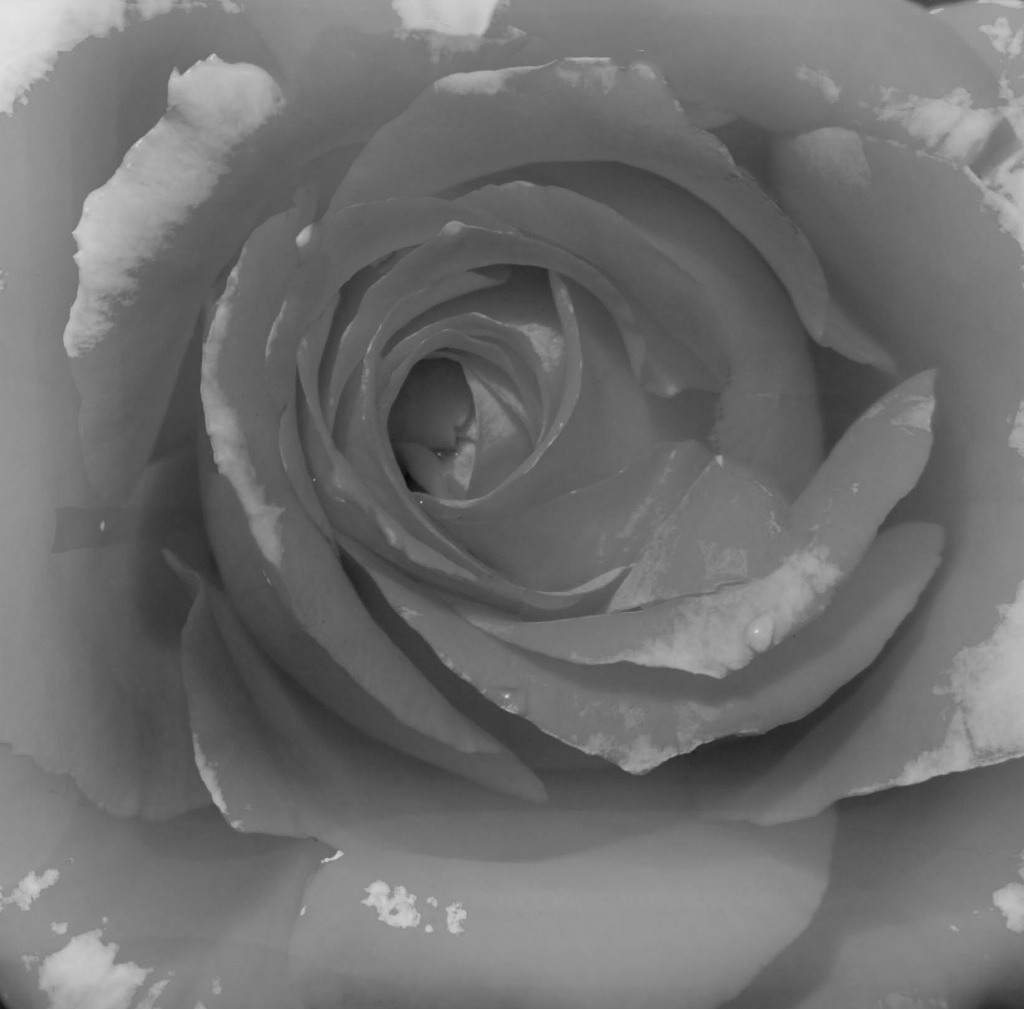 black & white rose