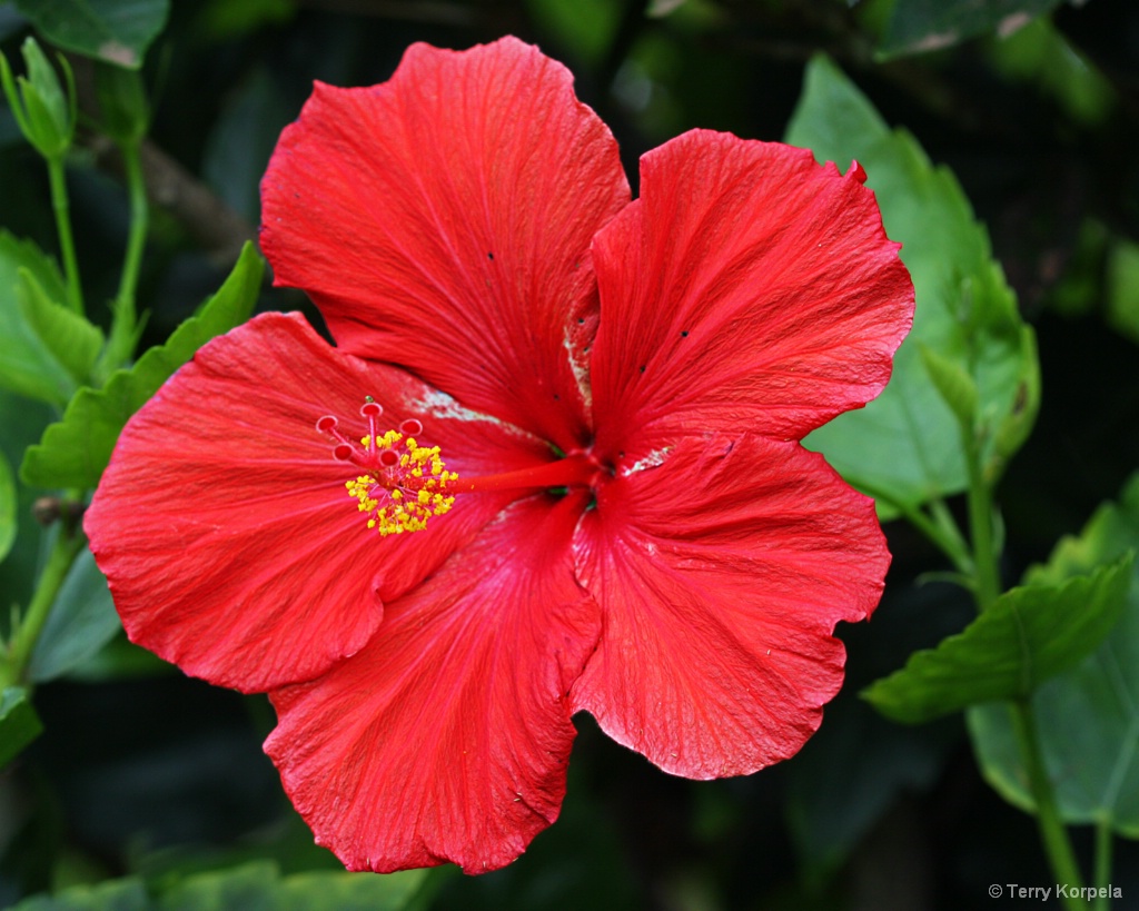 Kula Botanical Garden, Maui - ID: 15479183 © Terry Korpela