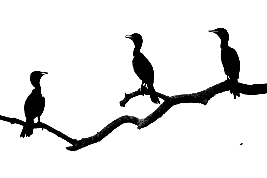 Three Cormorants in Silhouette - ID: 15479929 © Kitty R. Kono