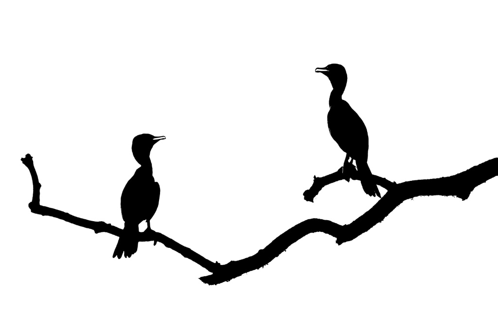 Cormorants in Silhouette  - ID: 15479930 © Kitty R. Kono