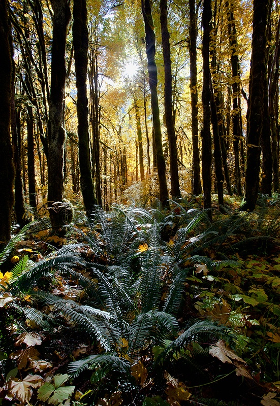 Forest light