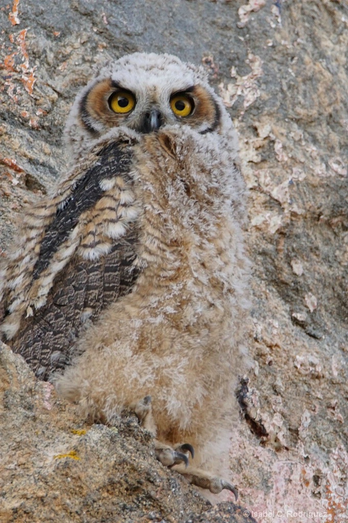 One Great Horned Owlet