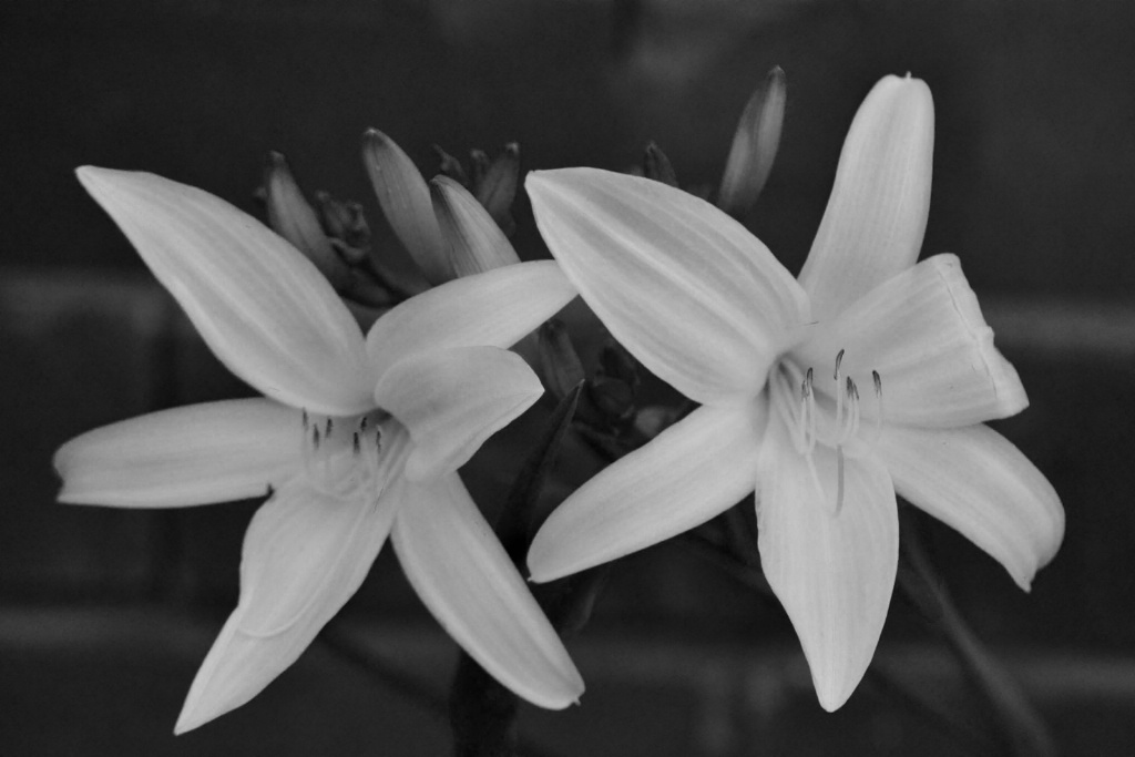 black & white Lilly