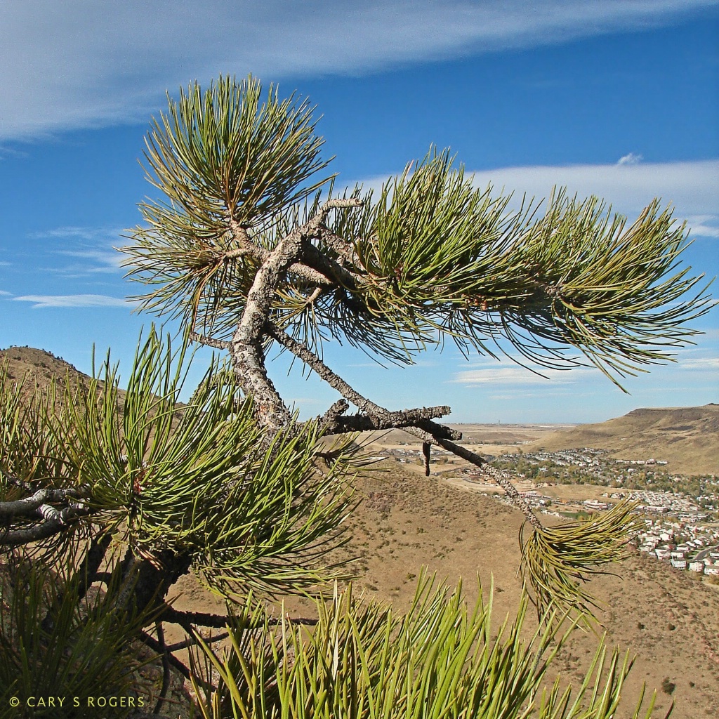 A Conifer on Lookout Mountain