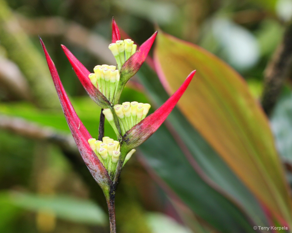 Kula Botanical Garden, Maui - ID: 15480739 © Terry Korpela