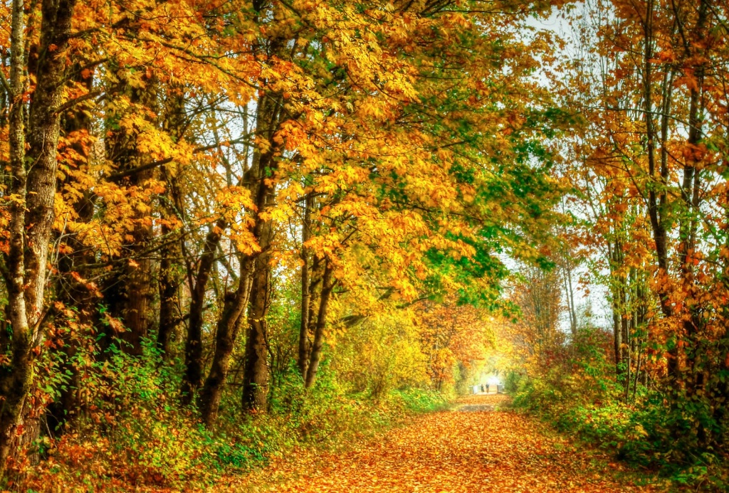 A Walk Through Fall