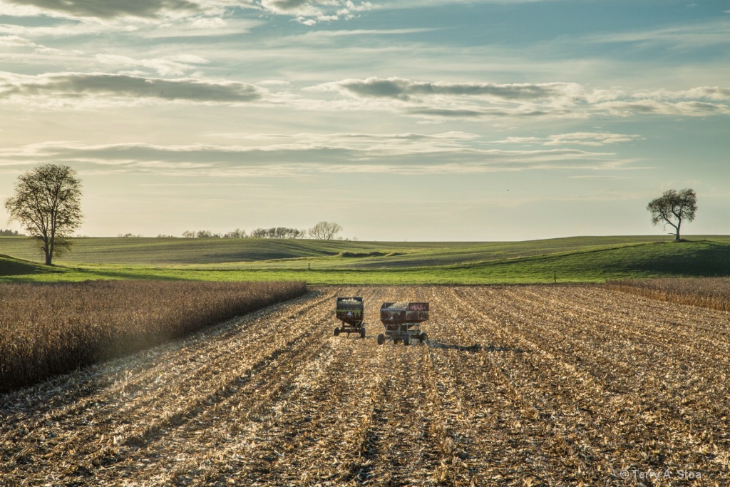 Harvest in Progress