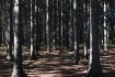 Spooky Pine Fores...