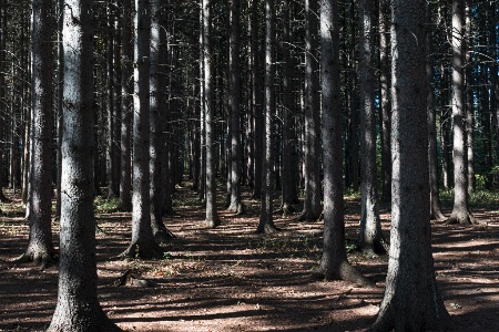 Spooky Pine Forest