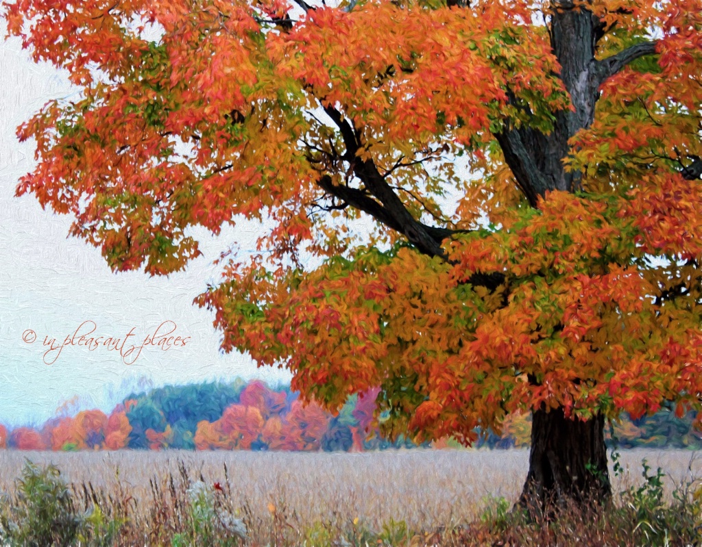 October Maple