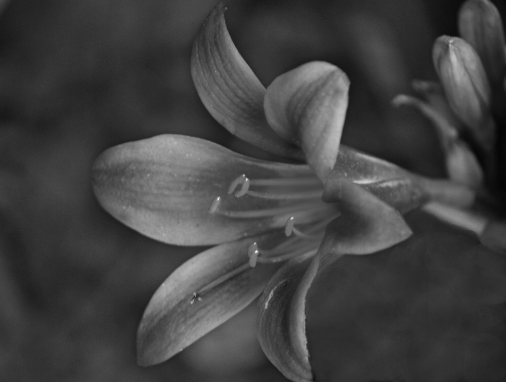 Black & White Flower 1