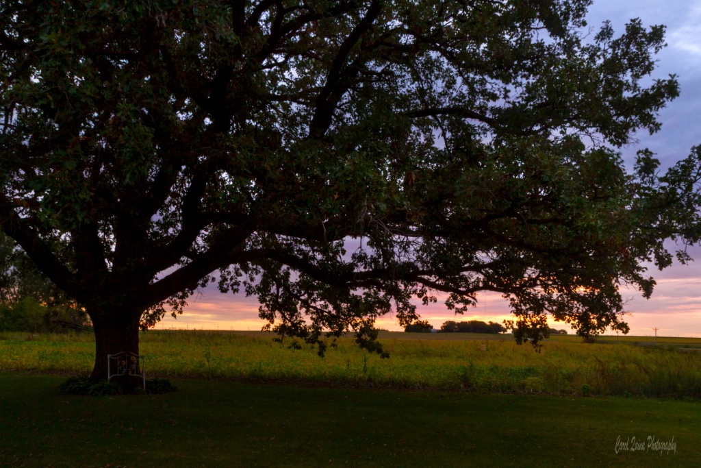 Dawn on the Farm