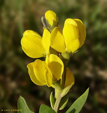 Yellow Wildflower in Afternoon Light