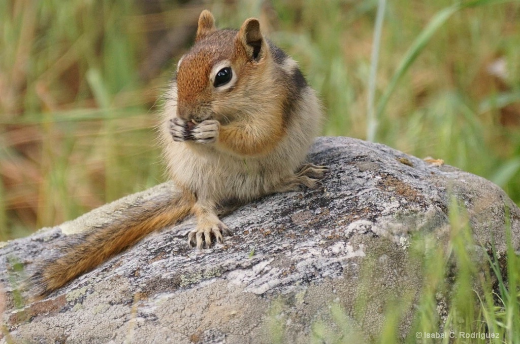 Ground Squirrel Nibbles