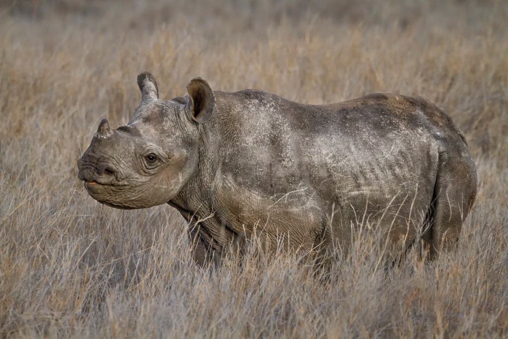 Rough Baby Rhino  5642