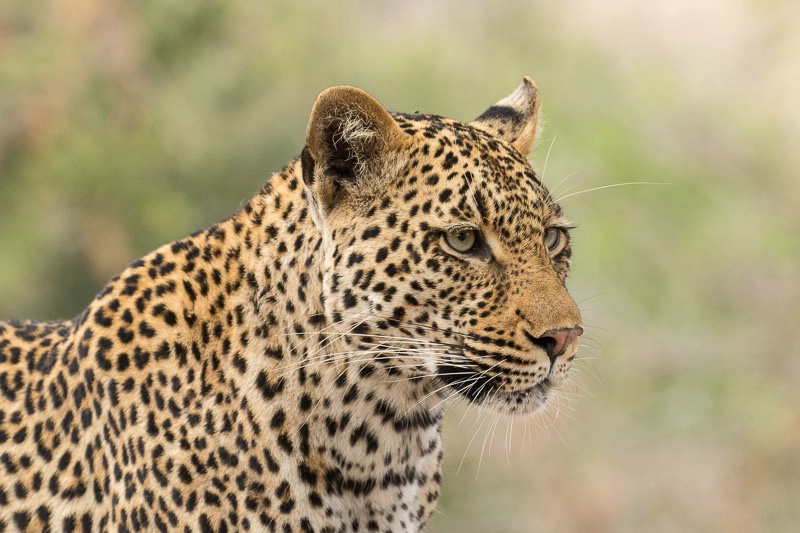 Mala Mala - Leopard