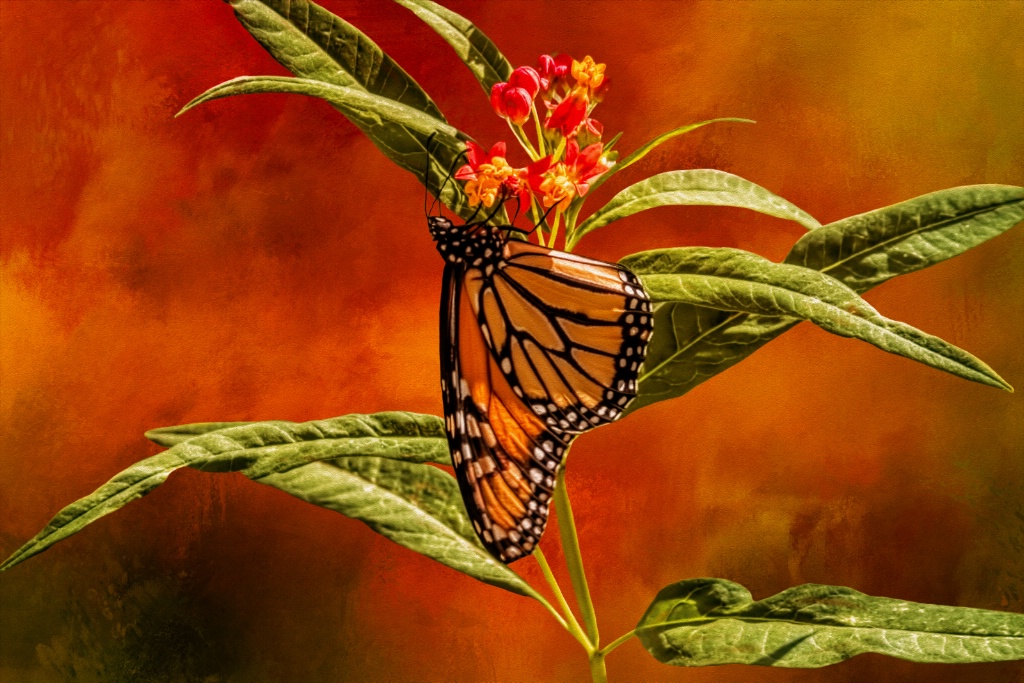 Monarch Butterfly On Milk Weed