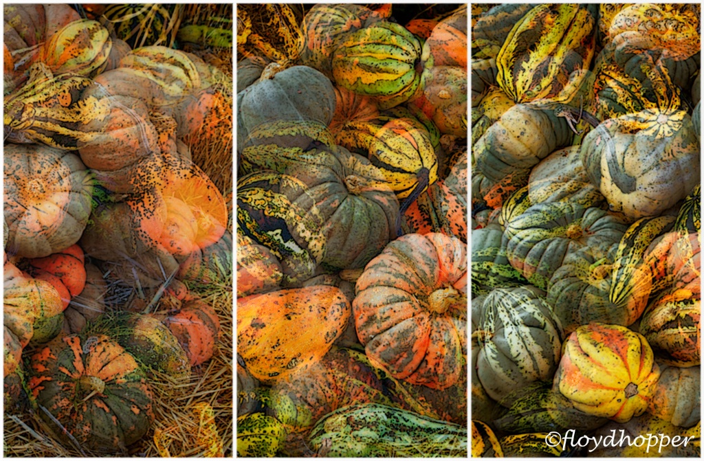 Pumpkins and Gourds Triptych