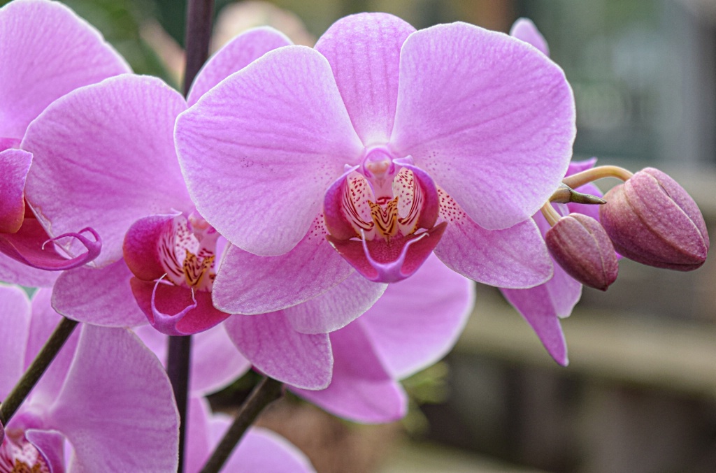 Lovely Shade Of Orchids