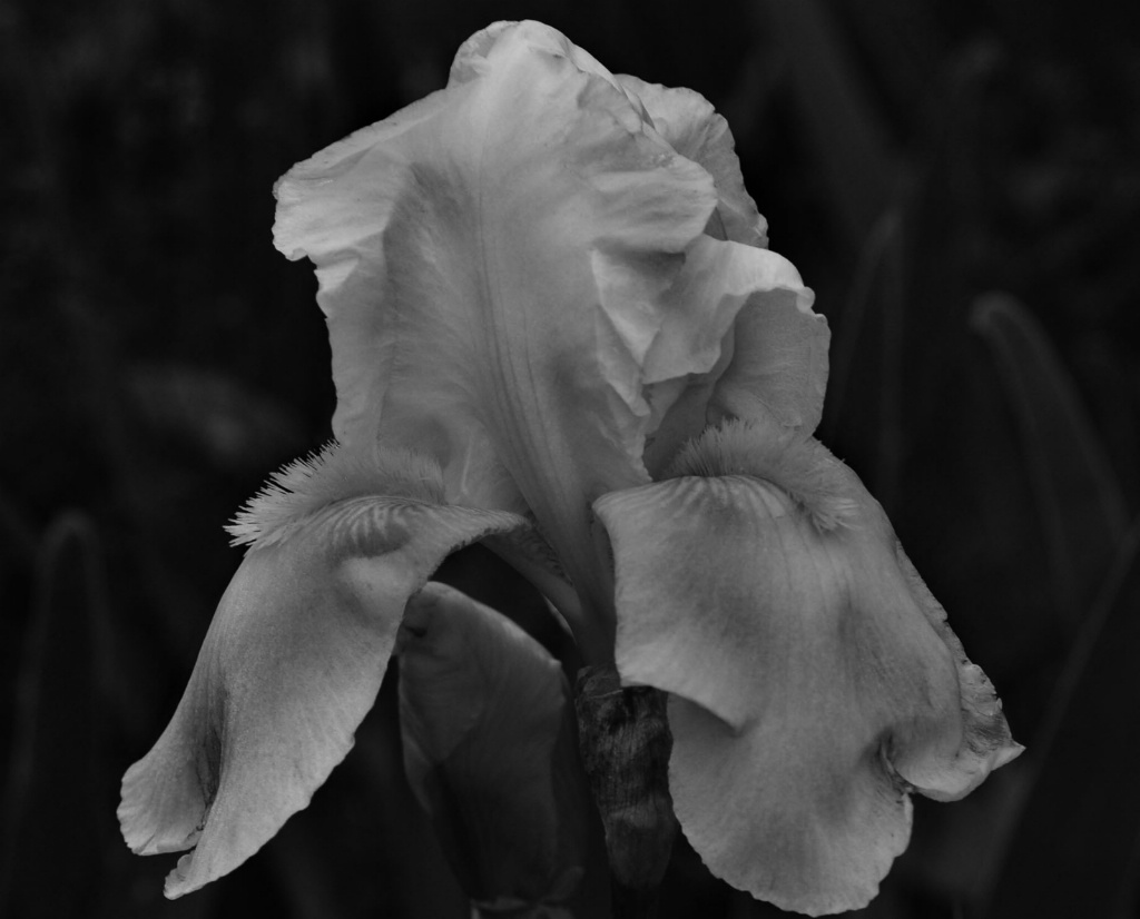 Black & White Flower 2