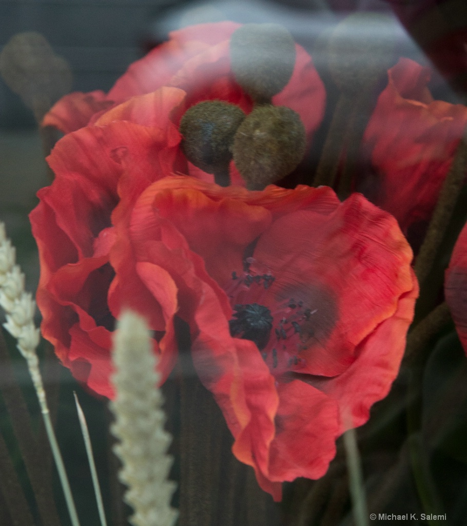 Kinsale Window Poppies - ID: 15484066 © Michael K. Salemi