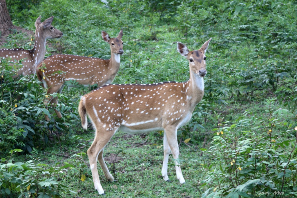 Spotted deers...