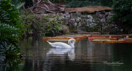 1 Swan Swimming