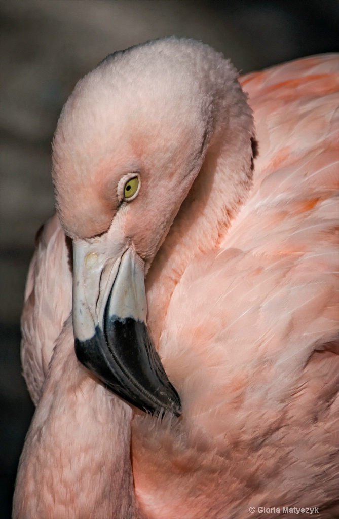 Chilean Flamingo - Sunken Gardens,St Petersburg,  - ID: 15484138 © Gloria Matyszyk