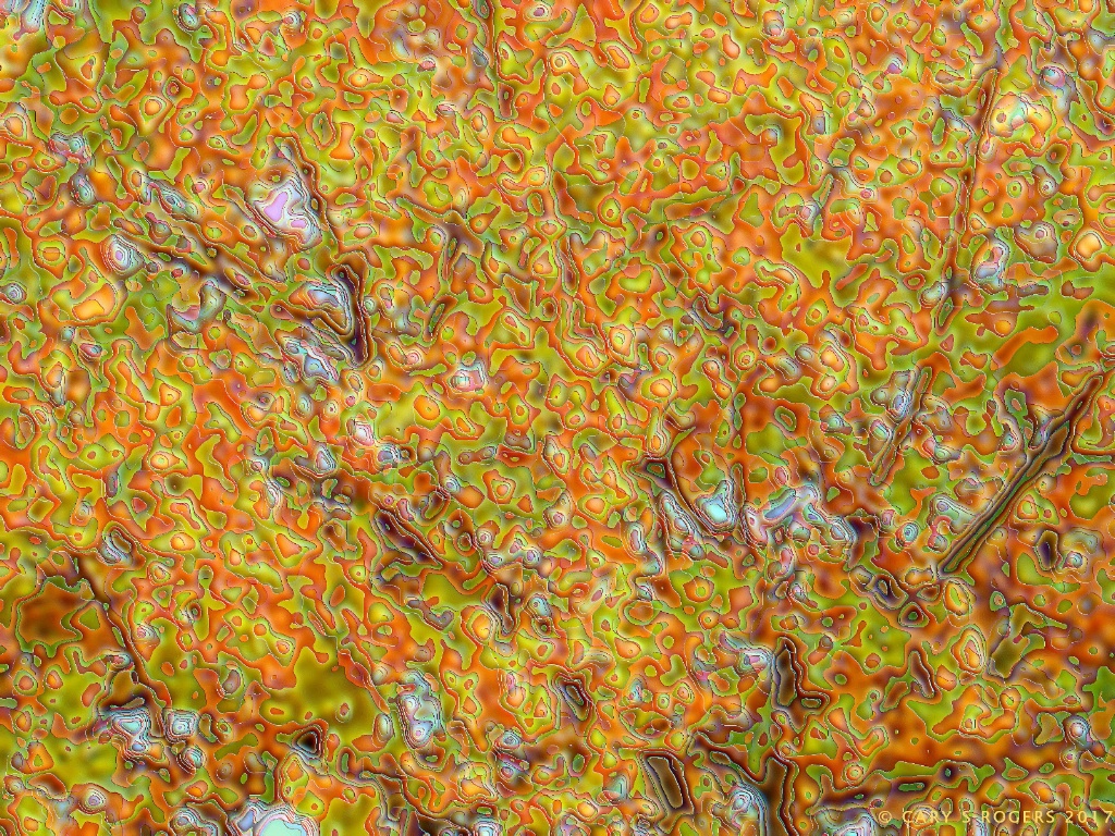 A Cottonwood in Autumn