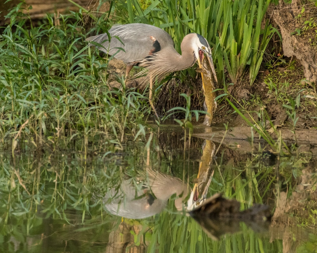 Yes, I can swallow the catfish