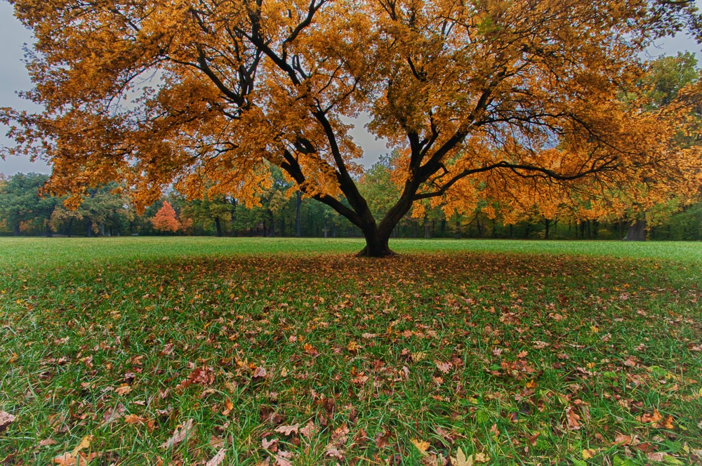 Tree Symmetry