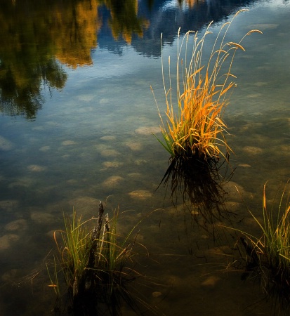 Teton Grasses