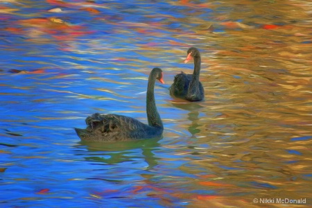 Two Swans 'a Swimming