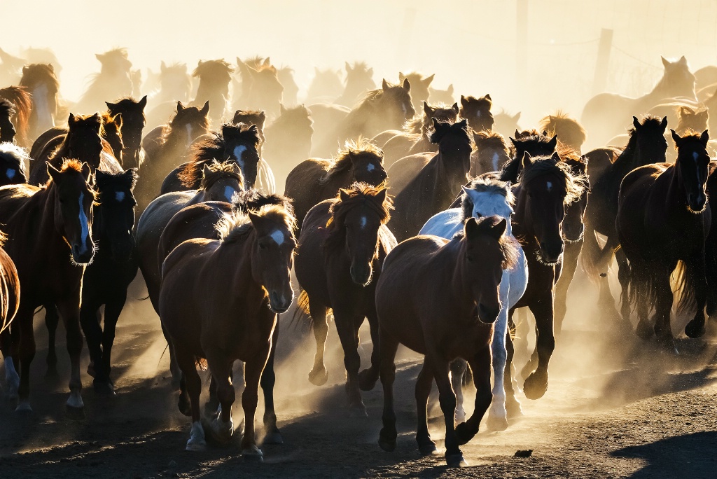 Farm horses in inner mongolia