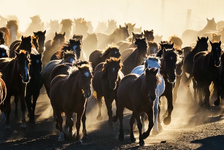 Farm horses in inner mongolia