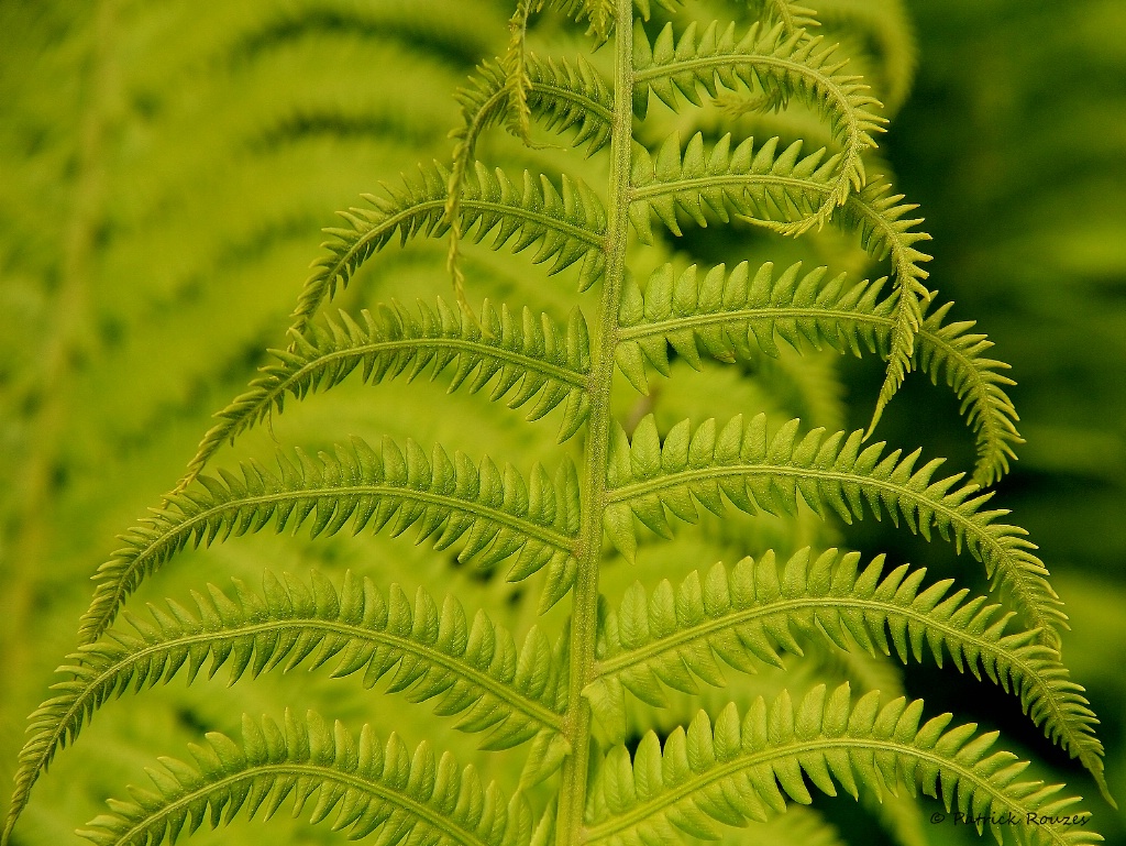 Ostrich Fern