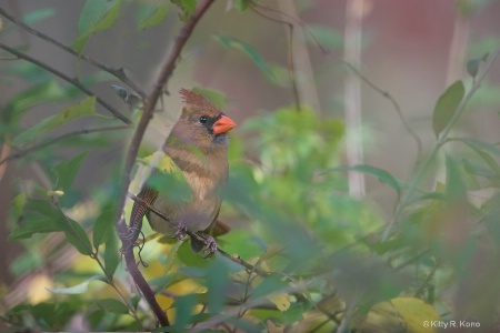 Lady Cardinal in the Woods 
