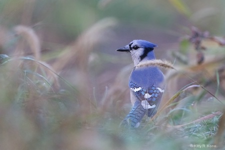 Blue Jay in the Rough