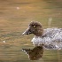 © Bonnie L. Smith PhotoID # 15485025: Golden Eye Duck 1 of 1