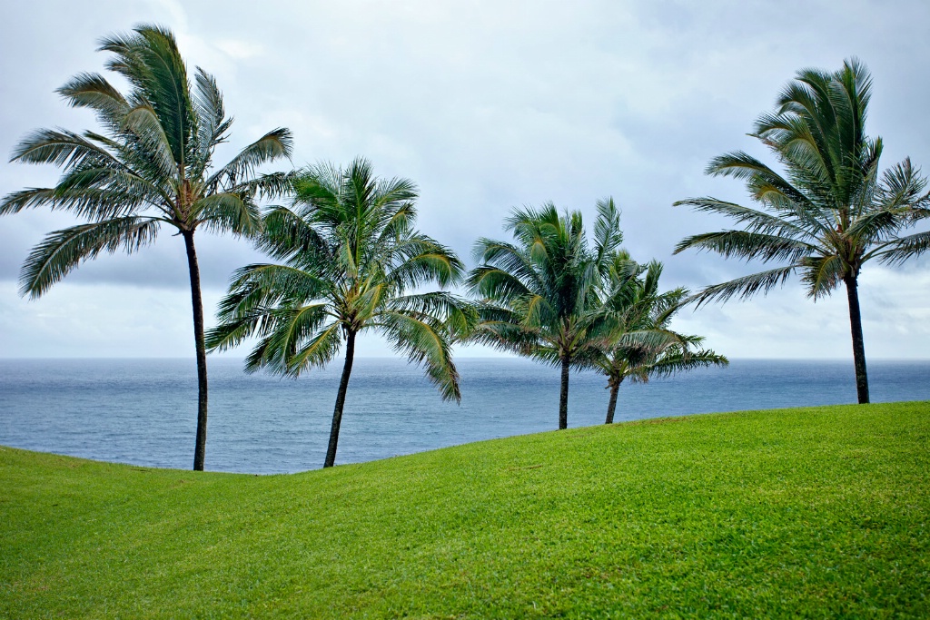 Coconut Palms