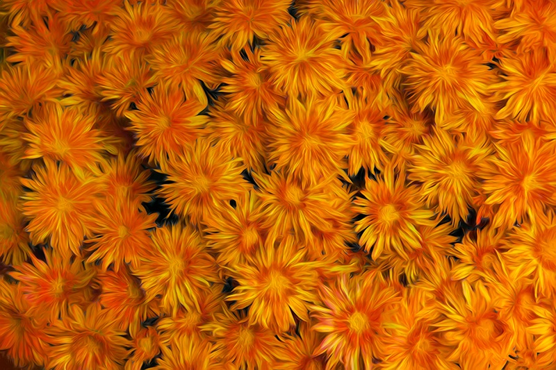 A Multitude of Mums